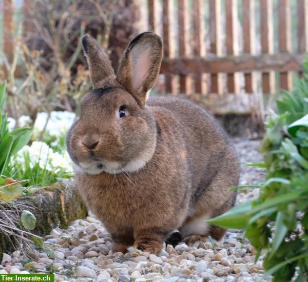 Bild 2: Verschmuste Graue Wiener Kaninchen aus Liebhaberzucht