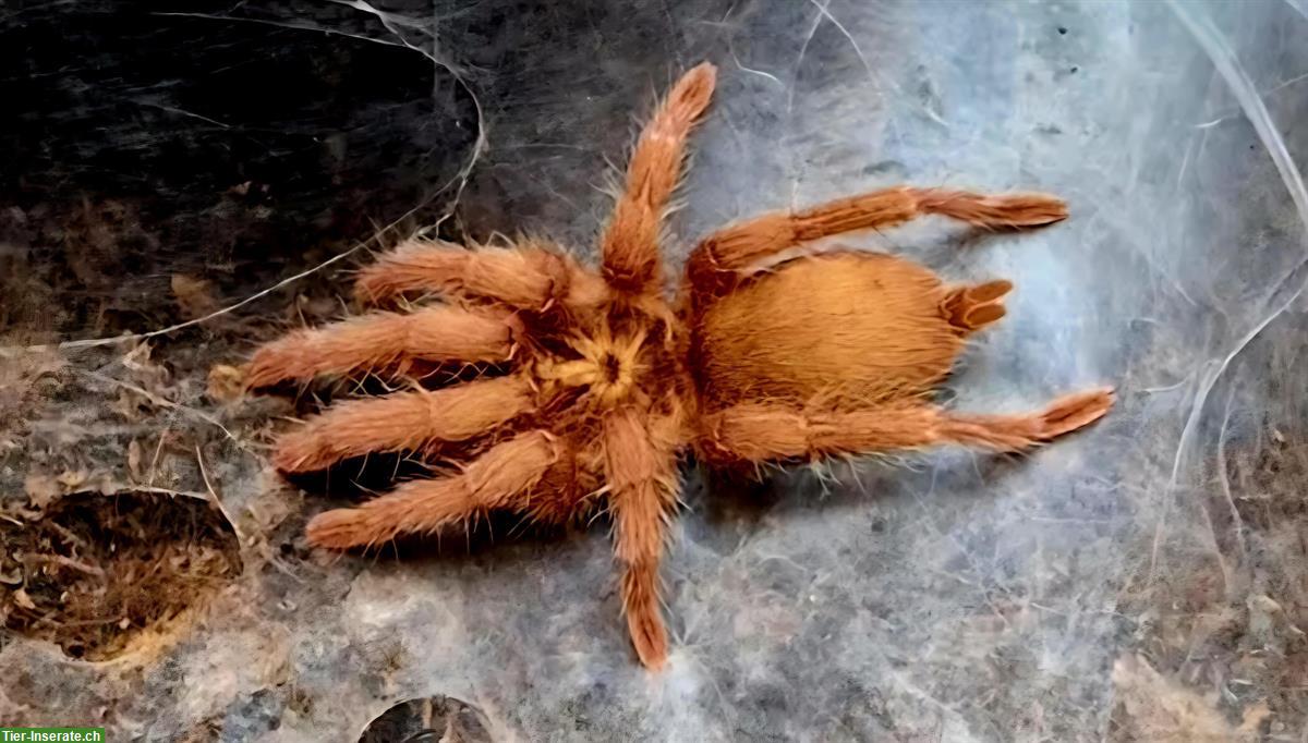 Bild 5: Vogelspinne Ostschweiz bietet schöne Vogelspinnen