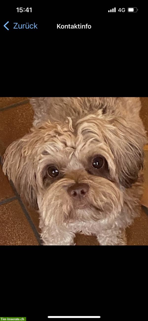Bild 2: Suche Dogsharing Partner für Bolonka