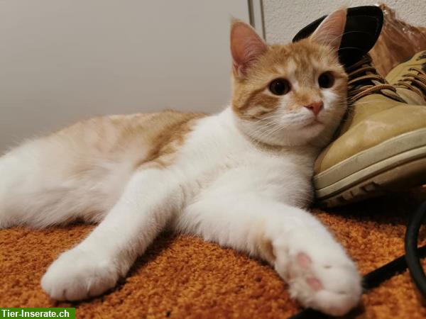 Bild 2: Katze Juna vermisst seit 8. Juni in Tagelswangen ZH