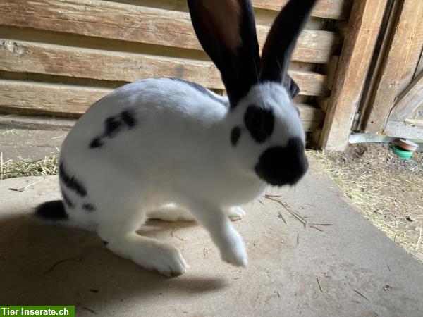 Bild 2: Schweizer Schecken Kaninchen zu verkaufen