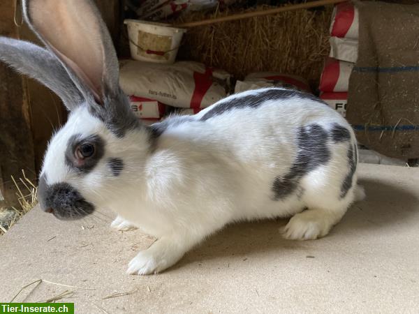 Bild 3: Schweizer Schecken Kaninchen zu verkaufen