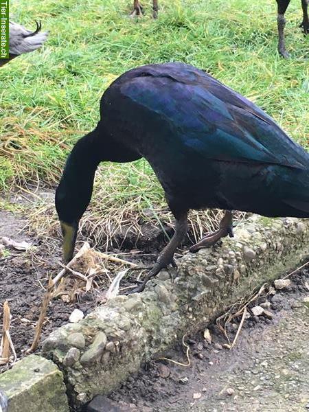 Bild 3: Laufenten Jungtiere für Sommer vorreservieren