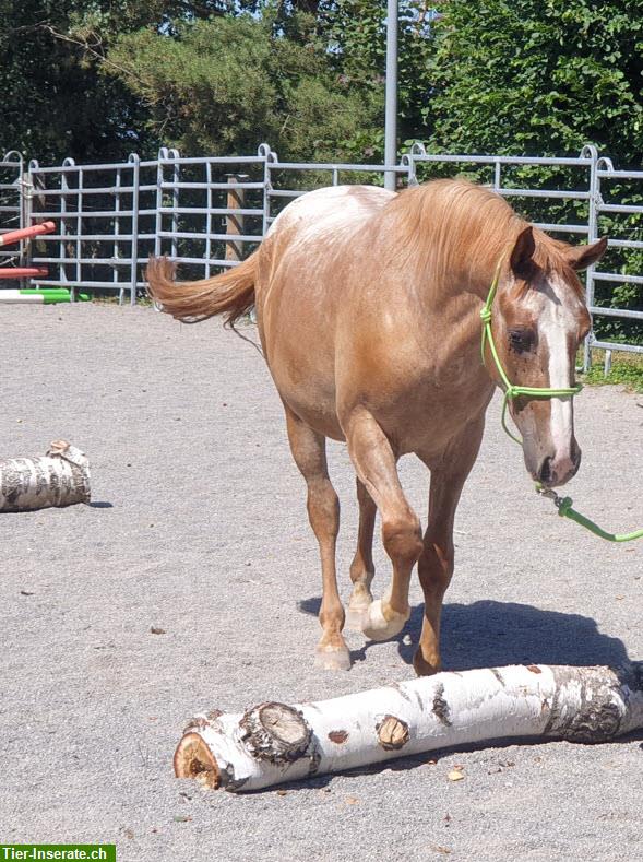 Bild 1: Appaloosa Pferde aus Top Zucht im Verkauf