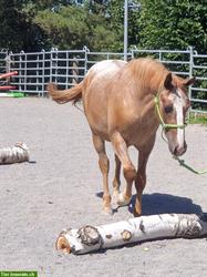Appaloosa Pferde aus Top Zucht im Verkauf
