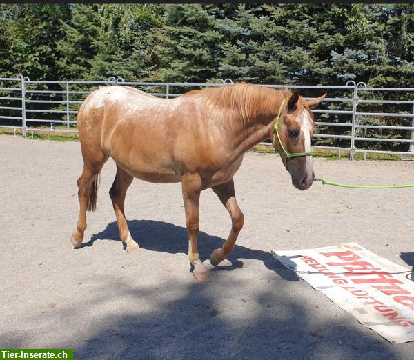 Bild 3: Appaloosa Pferde aus Top Zucht im Verkauf