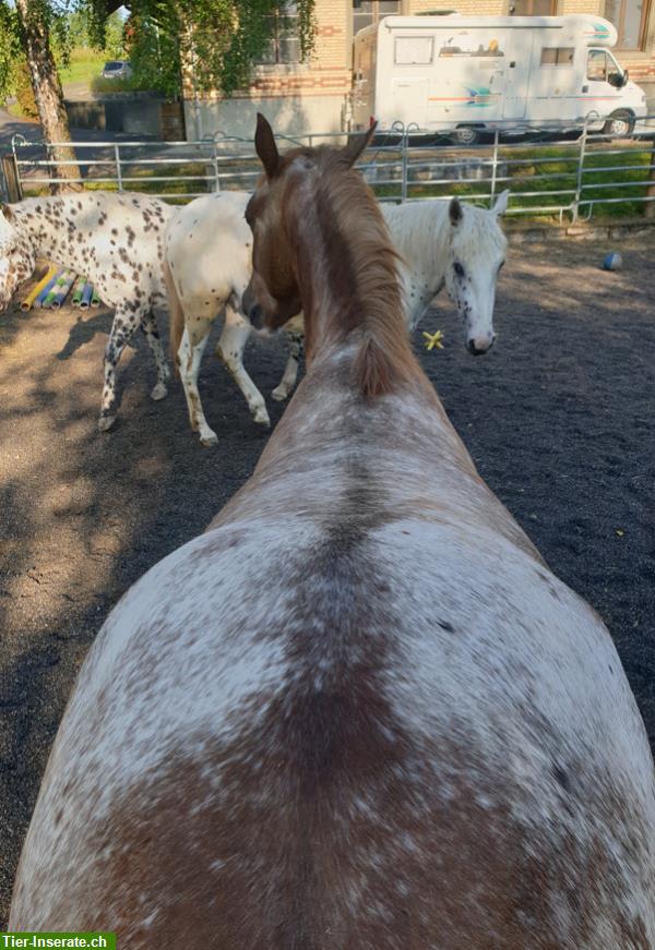 Bild 5: Appaloosa Pferde aus Top Zucht im Verkauf