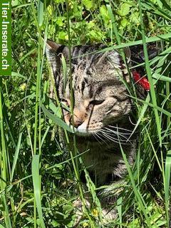 Bild 4: Mobile Katzenbetreuung mit Herz und Verstand, Region ZG, angrenzend