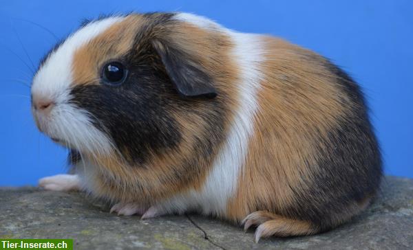 Bild 2: Hübsche Meerschweinchen suchen Lebensplatz