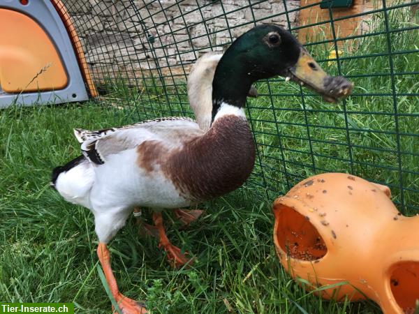 Gastarbeiter Laufenten mieten gegen Schnecken im Garten