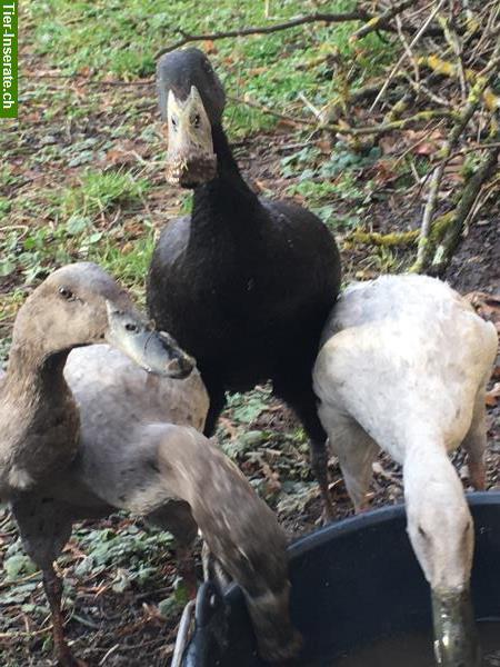 Bild 2: Gastarbeiter Laufenten mieten gegen Schnecken im Garten