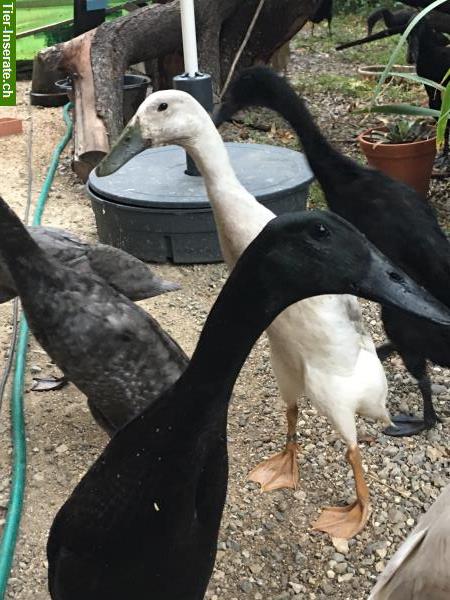 Bild 3: Gastarbeiter Laufenten mieten gegen Schnecken im Garten