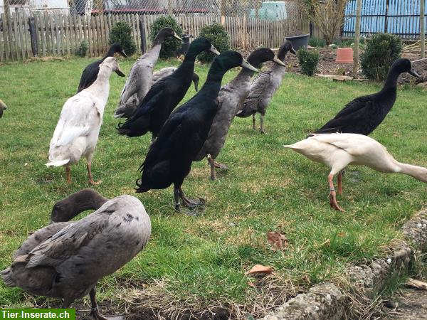 Bild 4: Gastarbeiter Laufenten mieten gegen Schnecken im Garten