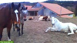 Pferdeplätze in Offenstall / Freilaufstall in Lamboing BE