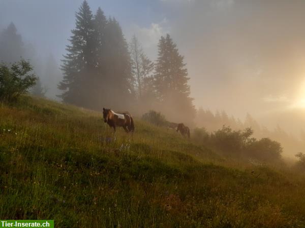 Bild 2: Alters- und Auszeitplätze frei im Kanton Graubünden