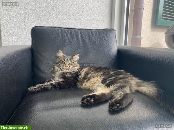 Maine Coon Katze Ellie wird schmerzlich vermisst