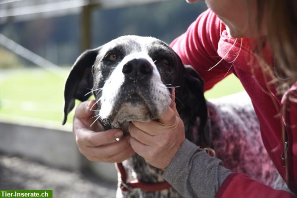 Bild 5: TCM / Akupunktur für Pferd, Katze, Hund