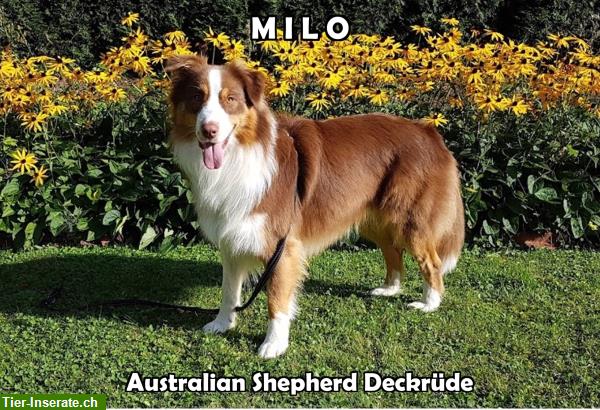 Australian Shepherd Deckrüde «Aussie», red tricolor