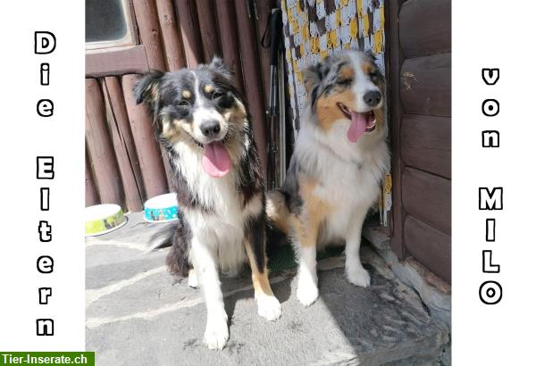 Bild 4: Australian Shepherd Deckrüde «Aussie», red tricolor