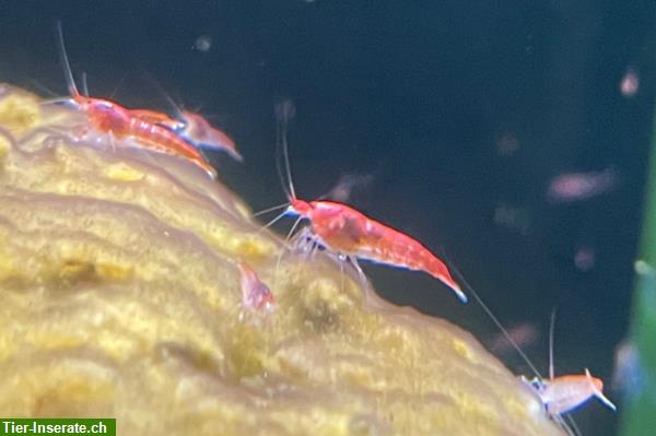 Rarität: Rote Hawaii Garnelen - Halocaridina rubra