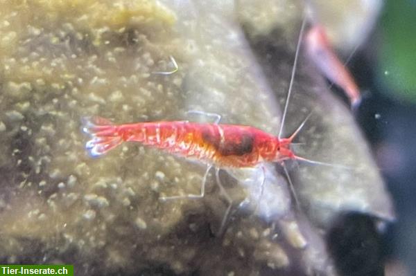 Bild 2: Rarität: Rote Hawaii Garnelen - Halocaridina rubra