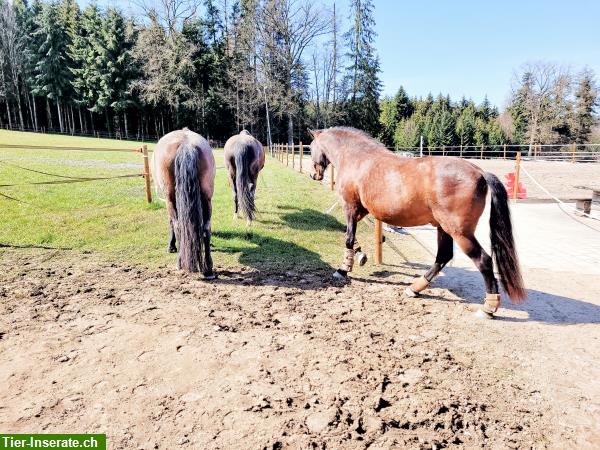 Bild 9: Aktivstall Am Forst 3176 Neuenegg BE