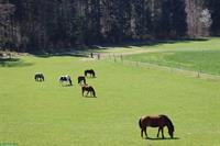 Offenstall mit angrenzender grosser Weide auch im Winter