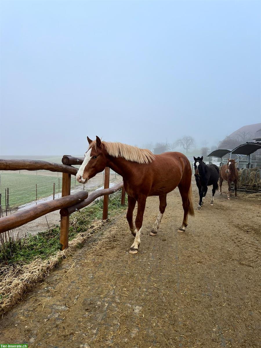 Bild 10: Offenstall mit angrenzender grosser Weide auch im Winter