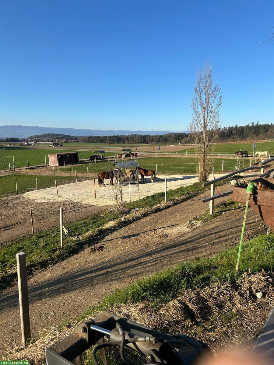 Bild 9: Offenstall mit angrenzender grosser Weide auch im Winter