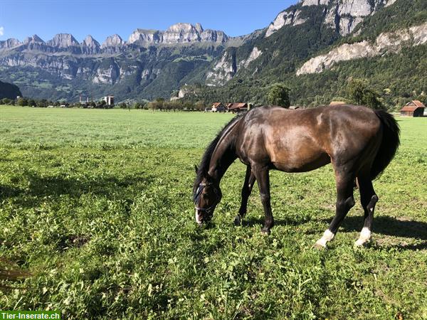 Bild 2: Bieten Pensionsplatz zum wohlfühlen, Kanton St. Gallen