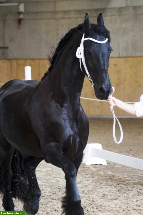 Bild 2: Reitbeteiligung für Friesen in Rafz, ZH-Unterland