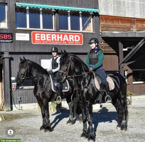 Bild 5: Reitbeteiligung für Friesen in Rafz, ZH-Unterland