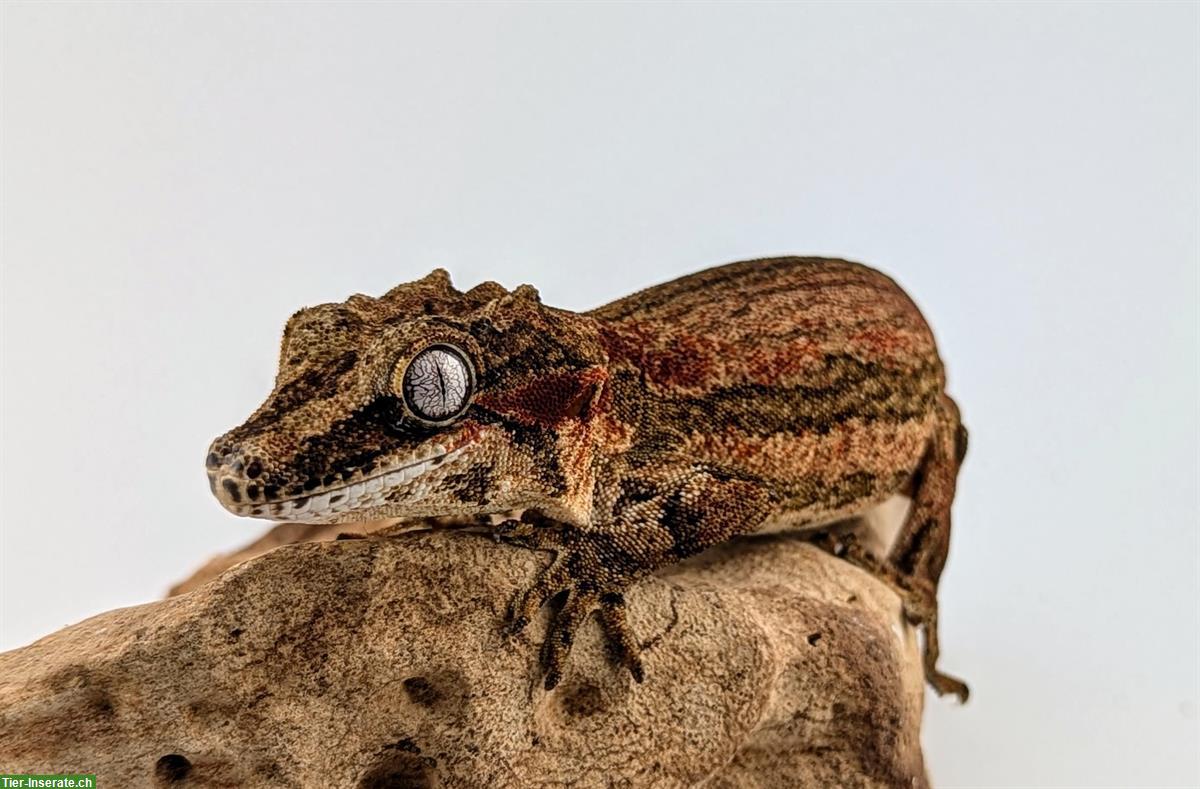 Rhacodactylus Auriculatus, Höckerkopfgecko zu verkaufen