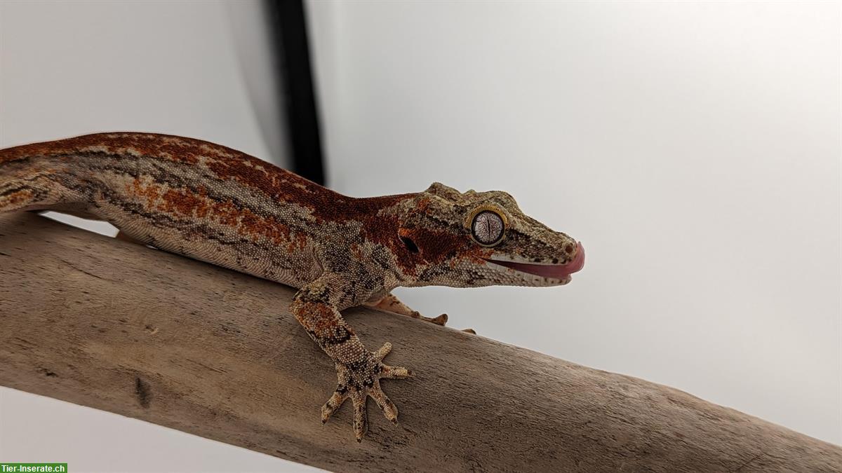 Bild 2: Rhacodactylus Auriculatus, Höckerkopfgecko zu verkaufen