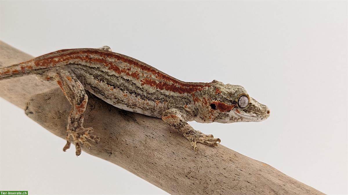 Bild 3: Rhacodactylus Auriculatus, Höckerkopfgecko zu verkaufen