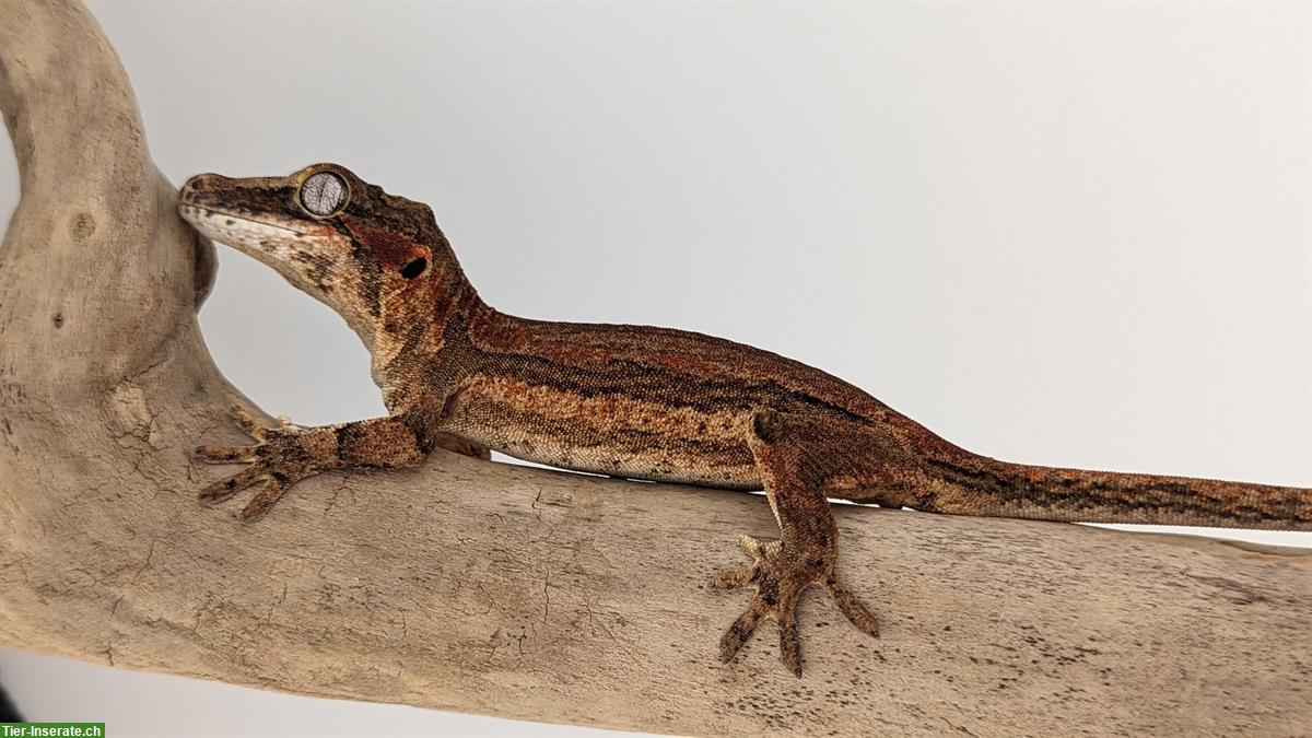 Bild 4: Rhacodactylus Auriculatus, Höckerkopfgecko zu verkaufen