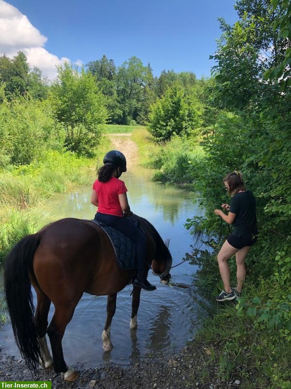 Bild 2: Reittherapie mit Ponys am Bodensee