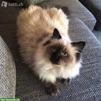 Zuverlässige Katzenbetreuung im Raum Wohlen AG