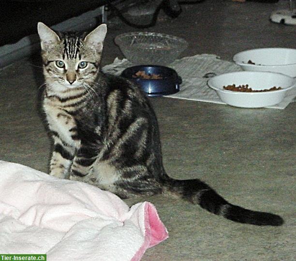 Bild 3: Zuverlässige Katzenbetreuung im Raum Wohlen AG