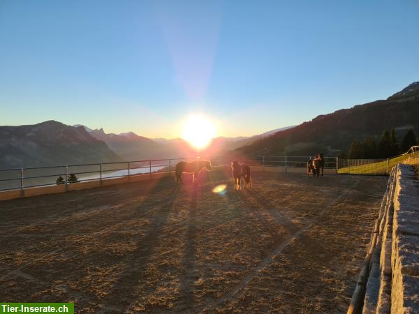 Bild 3: Ferien mit eigenem Pferd am Flumserberg / Ferienpferde