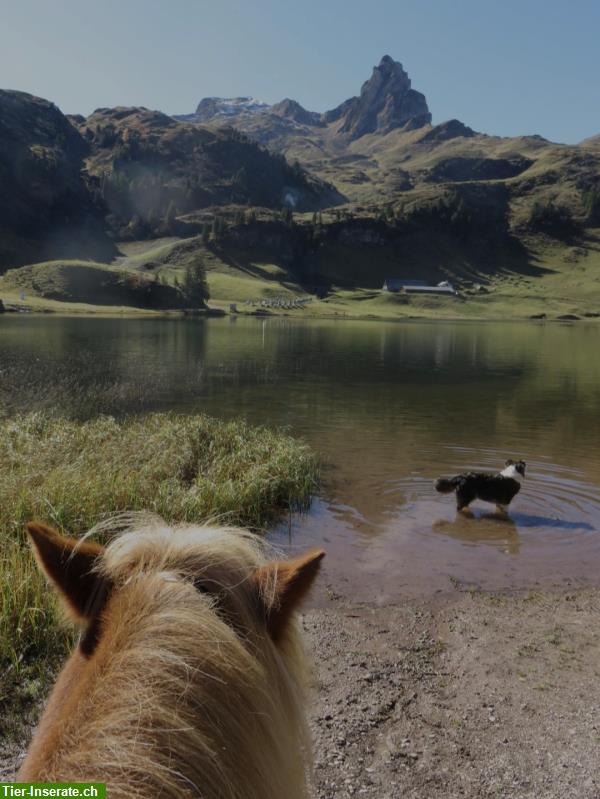 Bild 4: Ferien mit eigenem Pferd am Flumserberg