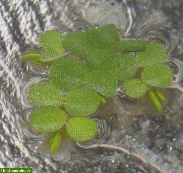 Tropica Salvinia auriculata, Schwimmfarn - Schwimmpflanze x 8 Stück