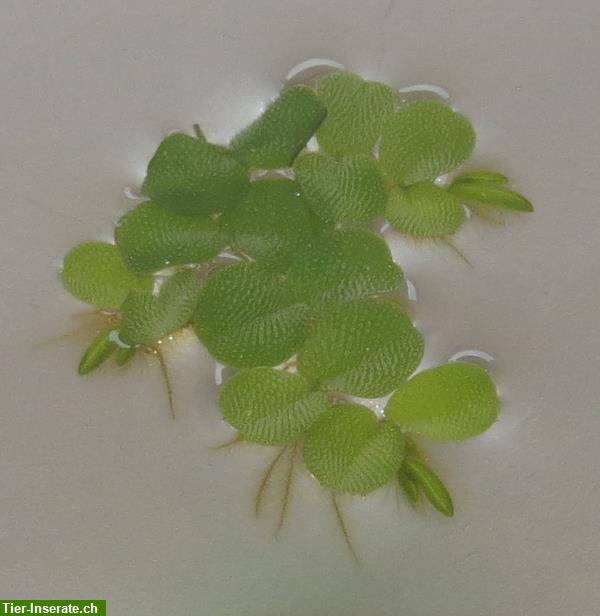Bild 2: Tropica Salvinia auriculata, Schwimmfarn - Schwimmpflanze x 8 Stück