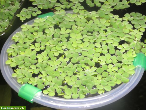 Bild 4: Tropica Salvinia auriculata, Schwimmfarn - Schwimmpflanze x 8 Stück