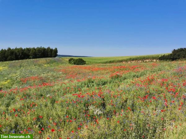 Bild 2: Bieten Reitferien für Fortgeschrittene in Polen