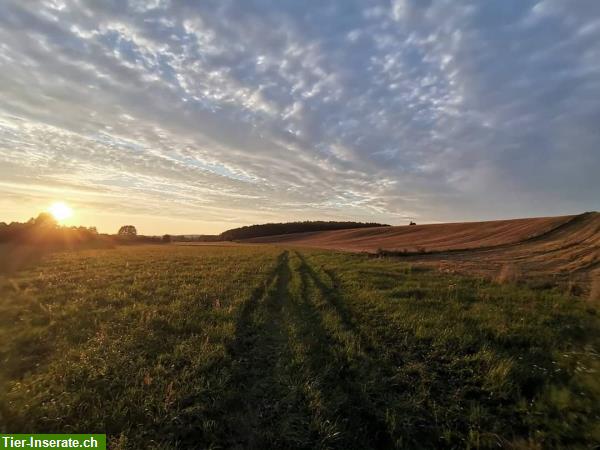 Bild 4: Bieten Reitferien für Fortgeschrittene in Polen