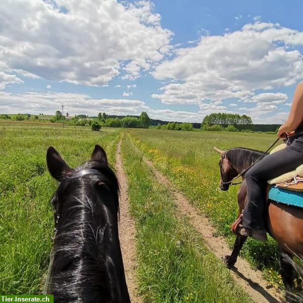 Bild 5: Bieten Reitferien für Fortgeschrittene in Polen