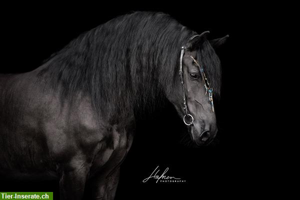 Bild 5: Traum vom Friesenreiten | Ausritt auf Friesenpferden