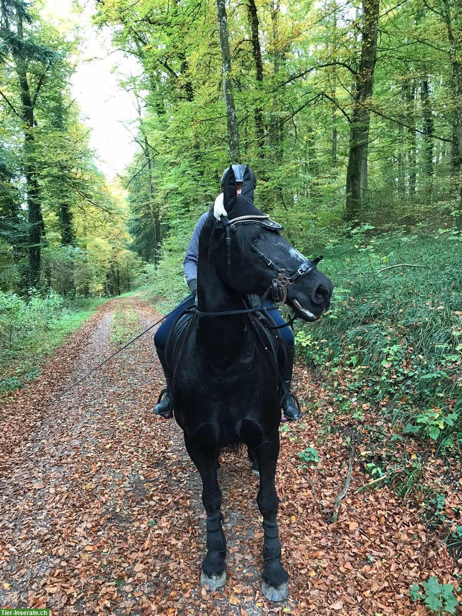 Bild 7: Traum vom Friesenreiten | Ausritt auf Friesenpferden