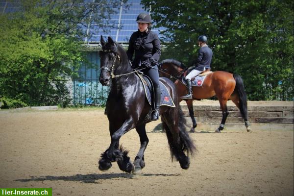 Reitbeteiligung auf Friesenpferden im Rafzerfeld